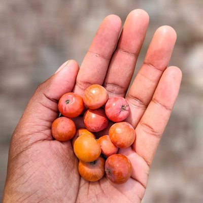 Ziziphus mauritiana🍒❤️