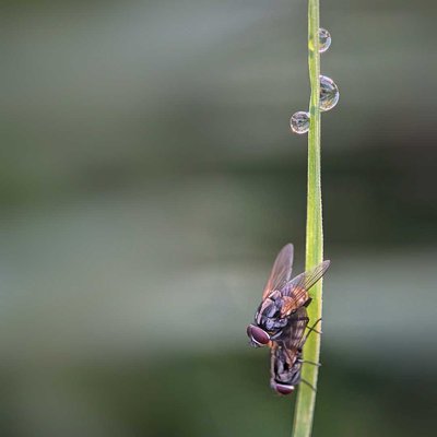 Mating insect