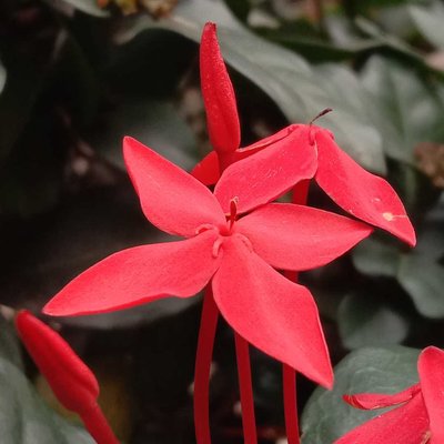 Bunga Asoka