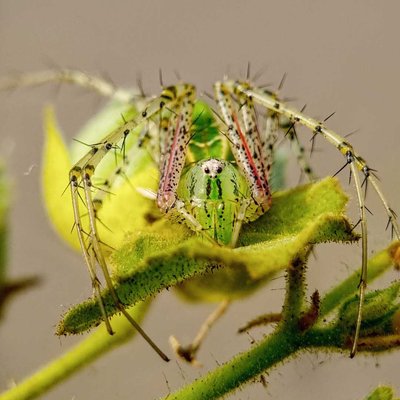 Green lynx spider