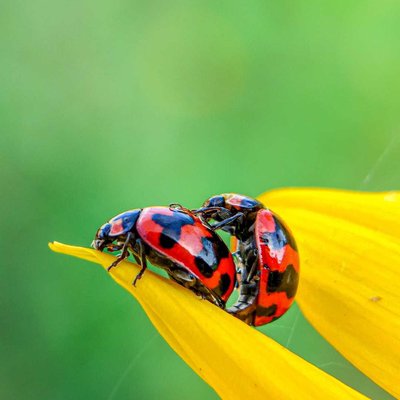 Harmonia axyridis