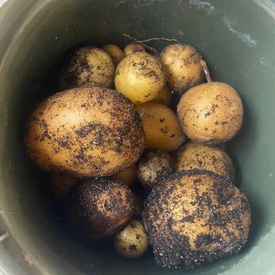 Batatas
