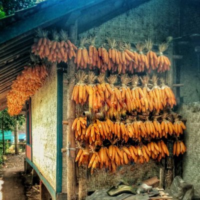 Jagung