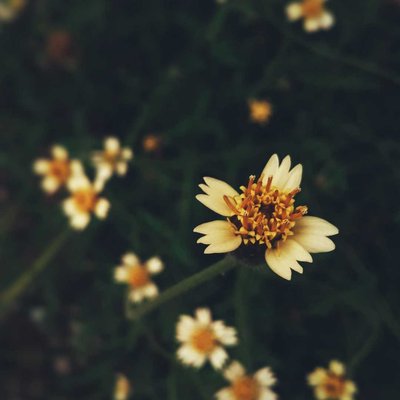 wildflower 