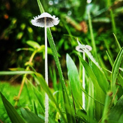 🍄🍄🍄🍄🍄