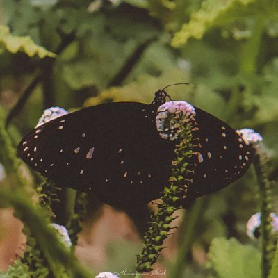 Euploea midamus