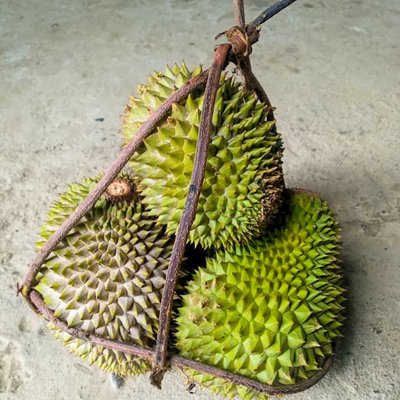 King Of Fruit