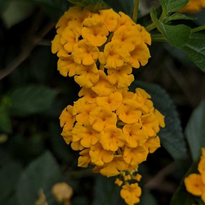 Lantana Camara
