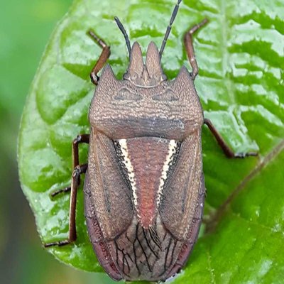 Halyomorpha halys