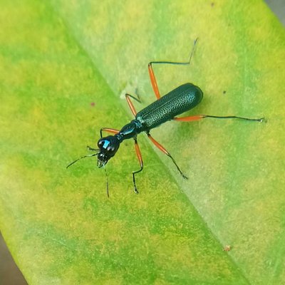 Neocollyris

