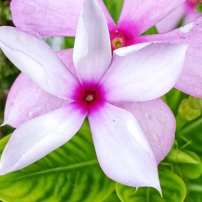 Madagascar Periwinkle