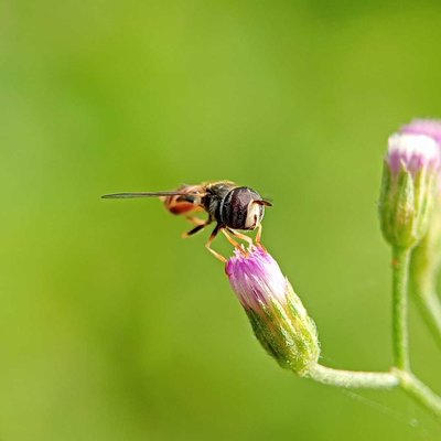 Hoverfly