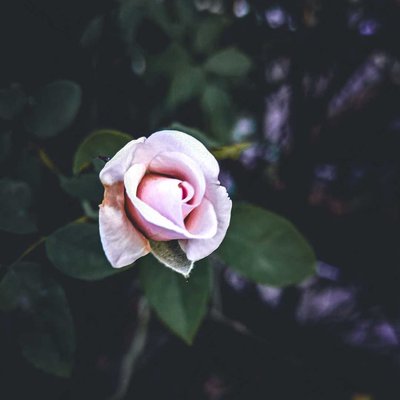 “Thorns and roses grow on the same tree.”🤞