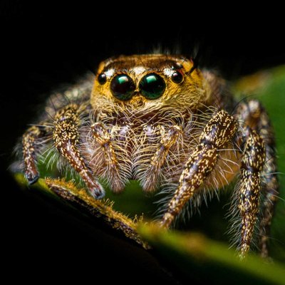 Hyllus 🕷️