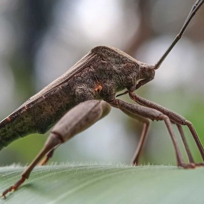 Pentatomomorpha