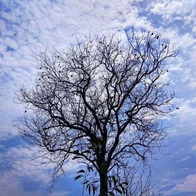 lone tree