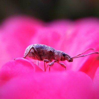 bug love 😉