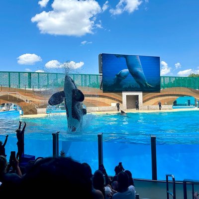 Orca Encounter