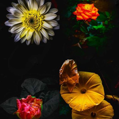 Flowers🌸🌺🌻🌹🌷🌼💐