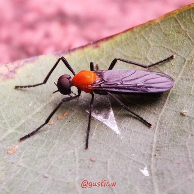Lovebug ( Plecia Nearctica)