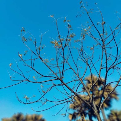nature