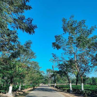Mejenta Tea Garden