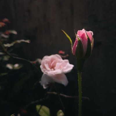 🌼