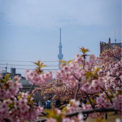 skytree 