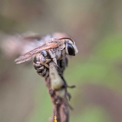 mobile Macrophotography