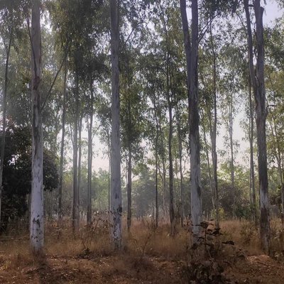 Spirited Trees 