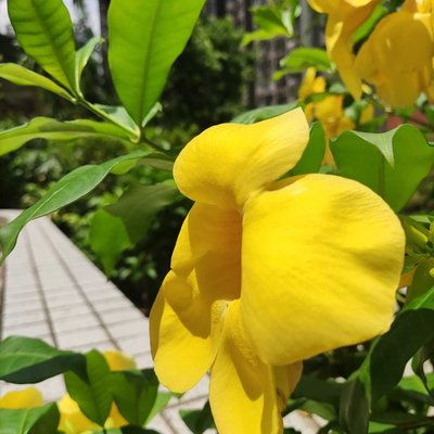 Alamanda or all Amanda / bunga terompet emas 