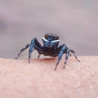 jump spider 