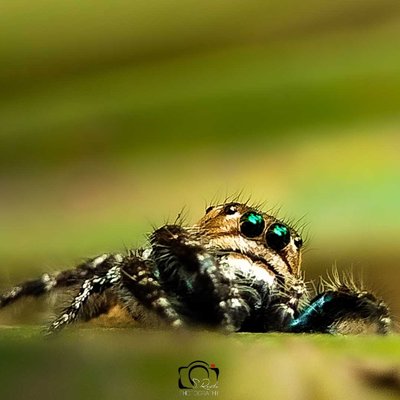 the eyes 