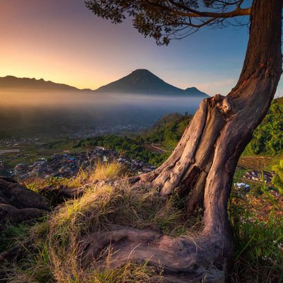 Pohon Jomblo Gardu pandang tieng
