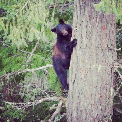 Canadian bear 🌲