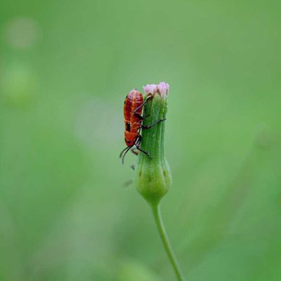 Red Cotton Bug