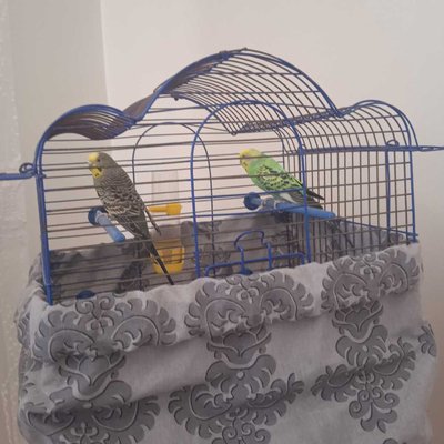 🐦🐦