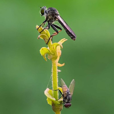 Alpha Diversity (Roober fly and house fly)