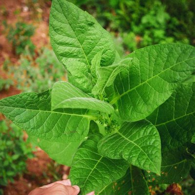 Tobacco plant