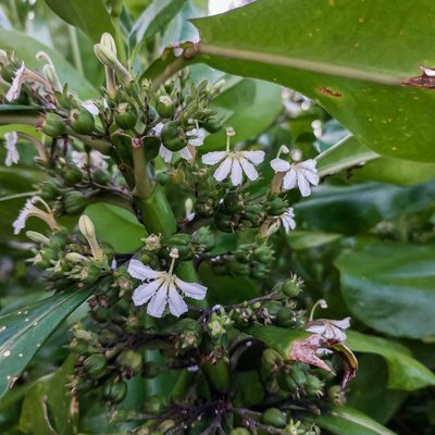 Scaevola taccada