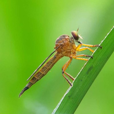 Asilidae