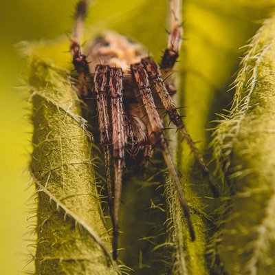 spider 🕸️