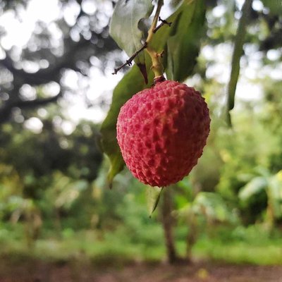 LITCHI