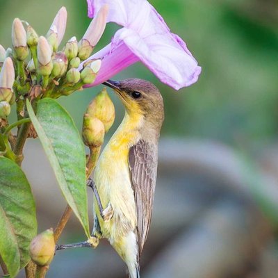 Wildlife Photography | 04