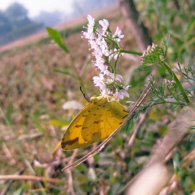 Butterfly 💛💛