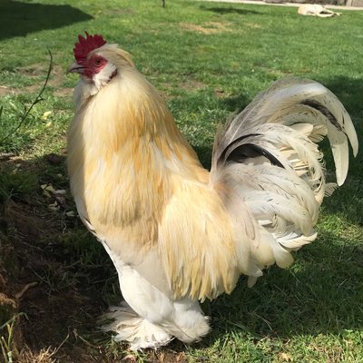 🐓