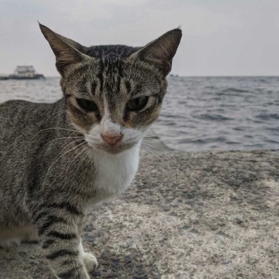 Kucing Domestik 