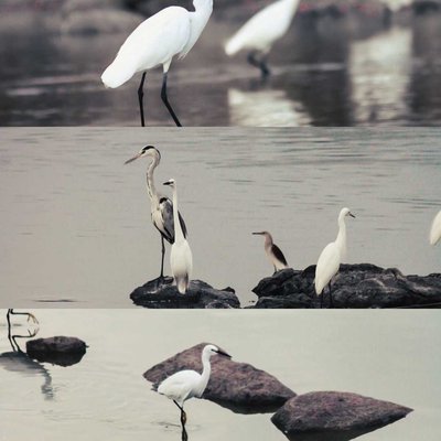 "Graceful Whispers: The Little Egret's Elegance"