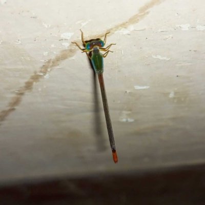 Tiny creature 