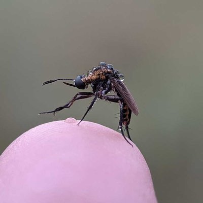 Toxophora